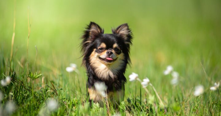 Weekend z psem w górach – jak przygotować pupila do aktywnej przygody?